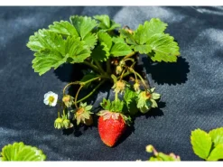 90m² Gartenvlies Unkrautvlies Mulchvlies Bodengewebe 150g 1,5m Breit PES*Aquagart Outlet