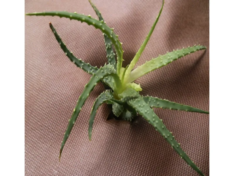 320m² Gartenvlies Unkrautvlies Mulchvlies 80g 1,6m Breit Braun*Aquagart New