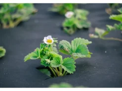 50m² Gartenvlies Unkrautvlies Mulchvlies Bodengewebe Geotexilvlies 120g 1m Breit*Aquagart Clearance