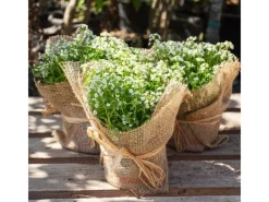 90m x 1m Jutegewebe 105g/m² Jutematte Gartenjute Jute Stoff Sackleinen Juteband*Aquagart Discount