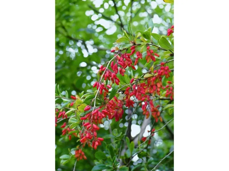 Berberis vulgaris 25-30 cm* Online