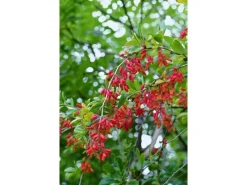 Berberis vulgaris 40-60 cm* Outlet