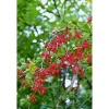 Berberis vulgaris 60-80 cm*