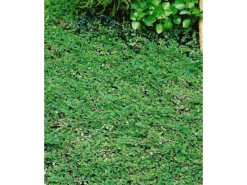 Bodendecker Cotoneaster Dammeri Streibs Findling P 0,5* Best