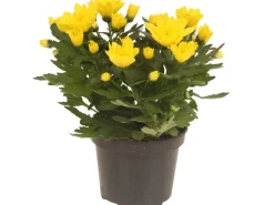 Chrysantheme doppelblütig Gelb Höhe 20-30 cm Topf-Ø 12 cm Chrysanthemum indicum* Discount