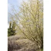 Cornus Mas Kornelkirsche Gelbe Blüten 60–100 cm* Online