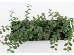 Cotoneaster Dammeri Radicans Teppichmispel Immergrün Ca. 9x9 cm Topf* New