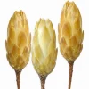 Grabgestecke|Deko-Blume Protea Repens Creme 3 Stück