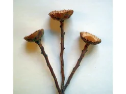 Deko-Blume Protea Repens Natur 3 Stück* Outlet