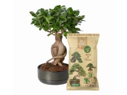 Dr.Soil Hydrokultur|Substrat für Bonsai 1L Beutel