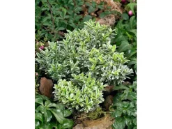 Euonymus Japonicus Microphyllus Variegata Buntlaubig Ca. 9x9 cm Topf* Sale