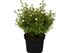 Fingerstrauch Weiß Höhe ca. 20 - 30 cm Topf ca. 2,3 l Potentilla fructicosa*GROW by OBI