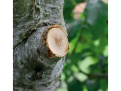 Comfort Ratschen-Astschere SmartCut bis 45 mm Schnittstärke*Gardena