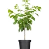 GROW by OBI Spaten|Bio Süßkirsche Große Schwarze Knorpelkirsche 120-140 cm Topf ca.7 l