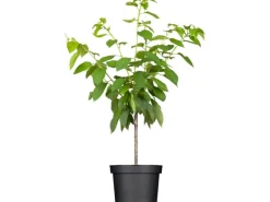 GROW by OBI Spaten|Bio Süßkirsche Große Schwarze Knorpelkirsche 120-140 cm Topf ca.7 l