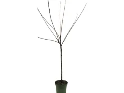 GROW by OBI Spaten|Bio Süßkirsche Große Schwarze Knorpelkirsche 120-140 cm Topf ca.7 l