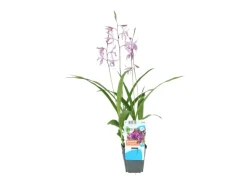 Gartenorchidee Topf-Ø 9 cm Bletilla var. Marcel Cladorp*GROW by OBI New