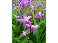 Gartenorchidee Topf-Ø 9 cm Bletilla var. Marcel Cladorp*GROW by OBI New