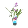 GROW by OBI Spaten|Gartenorchidee Topf-Ø 9 cm Bletilla var.