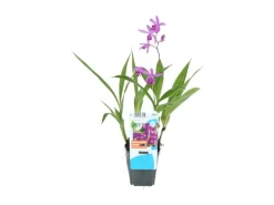 GROW by OBI Spaten|Gartenorchidee Topf-Ø 9 cm Bletilla var.