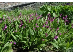 GROW by OBI Spaten|Gartenorchidee Topf-Ø 9 cm Bletilla var.
