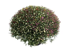 GROW by OBI Spaten|Herbst-Chrysantheme Quattro Busch ca. 40-60 cm Chrysanthemum indicum