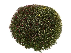 GROW by OBI Spaten|Herbst-Chrysantheme Quattro Busch ca. 40-60 cm Chrysanthemum indicum