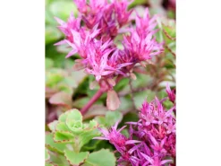 Kaukasus-Fetthenne "Fuldaglut" Rot Topf-Ø ca. 9 cm x 9 cm Sedum*GROW by OBI Outlet