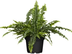 Schwertfarn Topf Ø ca. 17 cm Nephrolepis Exaltata*GROW by OBI Sale