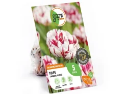 GROW by OBI Spaten|Tulpe Carnavalde Nice Rot-Weiß 5 Stück Tulipa double late  Carnaval