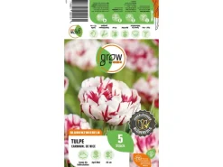 GROW by OBI Spaten|Tulpe Carnavalde Nice Rot-Weiß 5 Stück Tulipa double late  Carnaval