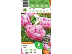Tulpe Finola Rosa 8 Stück Tulipa double late Finola*GROW by OBI New