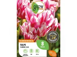 GROW by OBI Spaten|Tulpe Flaming Club Rot-Weiß 8 Stück Tulipa single late Flaming Club