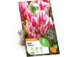 GROW by OBI Spaten|Tulpe Flaming Club Rot-Weiß 8 Stück Tulipa single late Flaming Club