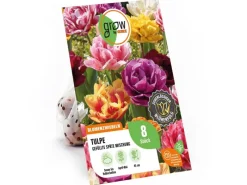Tulpen Gefüllte späte Mischung 8 Stück Tulipa double late Mixed*GROW by OBI Outlet