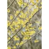 Hamamelis Intermedia Arnold Promise Zaubernuss Gelb 40–60 cm* Outlet