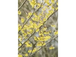 Hamamelis Intermedia Arnold Promise Zaubernuss Gelb 40–60 cm* Outlet