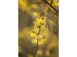 Hamamelis Intermedia Arnold Promise Zaubernuss Gelb 40–60 cm* Outlet