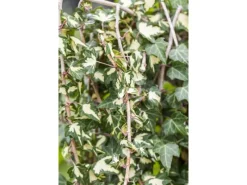 Hedera Helix Goldheart Efeu Gelb-Grün 60–100 cm* Online