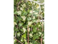 Hedera Helix Goldheart Efeu Gelb-Grün 60–100 cm* Online