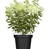 Hydrangea Paniculata Rispenhortensie Limelight S 40-60 cm* Clearance