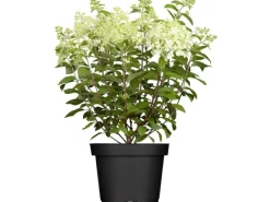 Hydrangea Paniculata Rispenhortensie Limelight S 40-60 cm* Clearance