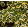Ilex Aquifolium Silver Queen Stechpalme Buntlaubig 80 cm Stammhöhe* Clearance