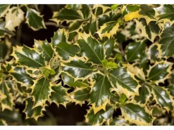Ilex Aquifolium Silver Queen Stechpalme Buntlaubig 80 cm Stammhöhe* Clearance