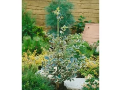 Ilex Aquifolium Silver Queen Stechpalme Buntlaubig 80 cm Stammhöhe* Clearance