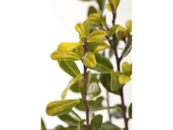 Ilex Crenata Golden Gem Japanische Stechpalme Goldgelb 80–90 cm* Outlet