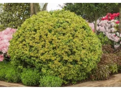 Ilex Crenata Golden Gem Japanische Stechpalme Goldgelb 80–90 cm* Outlet