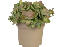 Kaukasus-Fetthenne Rosa Topf-Ø ca. 13 cm Sedum spurium*