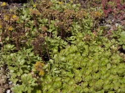 Kaukasus-Fetthenne Rosa Topf-Ø ca. 13 cm Sedum spurium*