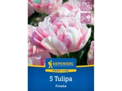 Kiepenkerl Spaten|Blumenzwiebel Profi-Line Gefüllte späte Tulpe Finola 5 Stück